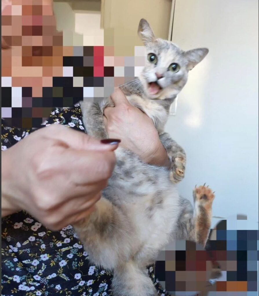 Em Guaxupé, gato é resgatado em buraco de 3 metros, feito no quintal por um cachorro