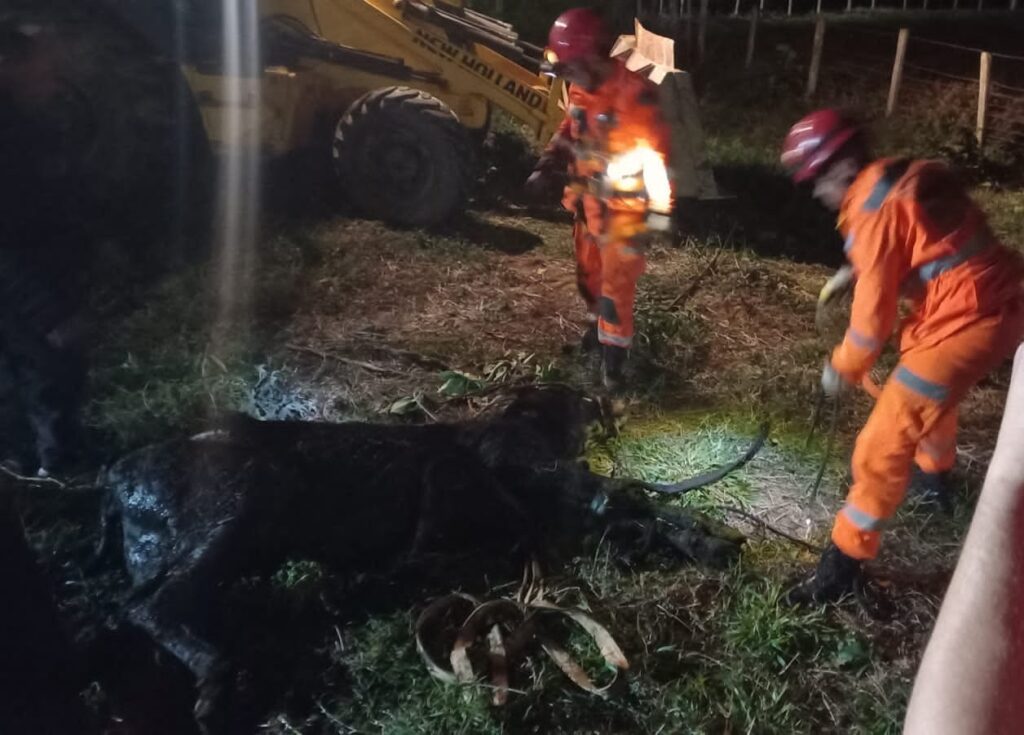 Corpo de Bombeiros resgata duas vacas que caíram em fossa desativada em Muzambinho