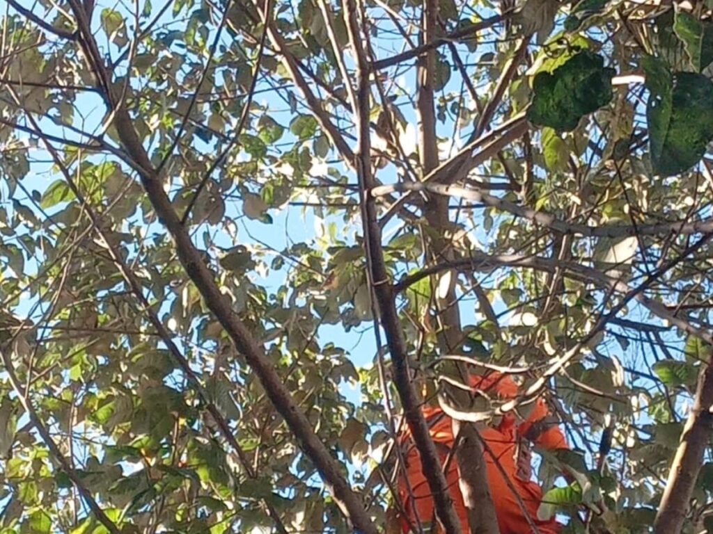 Bombeiros regatam gato em Juruaia, após três dias em uma árvore de 12 metros