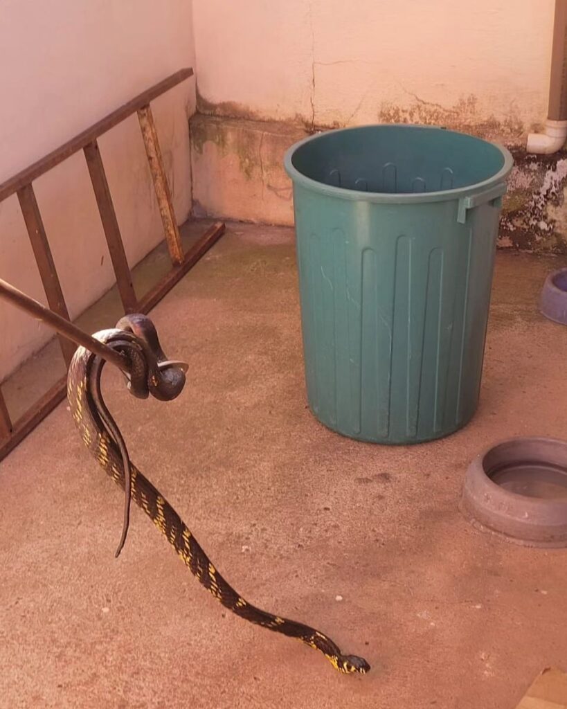 Cobra com quase 2 metros de comprimento é encontrada em residência de Guaxupé