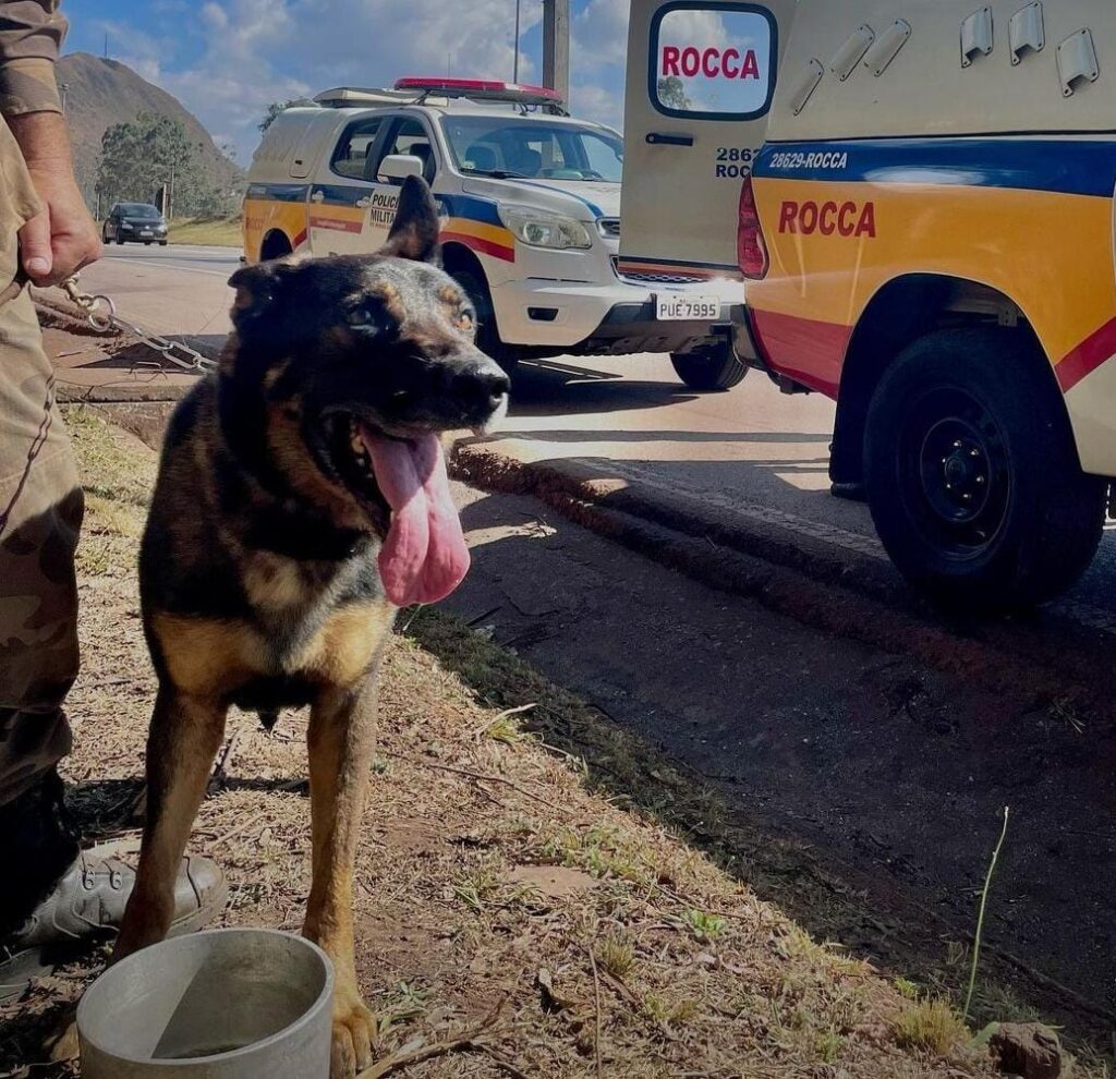 ROCCA (Ronda com cães) apreende drogas e dinheiro em terreno de Poços de Caldas