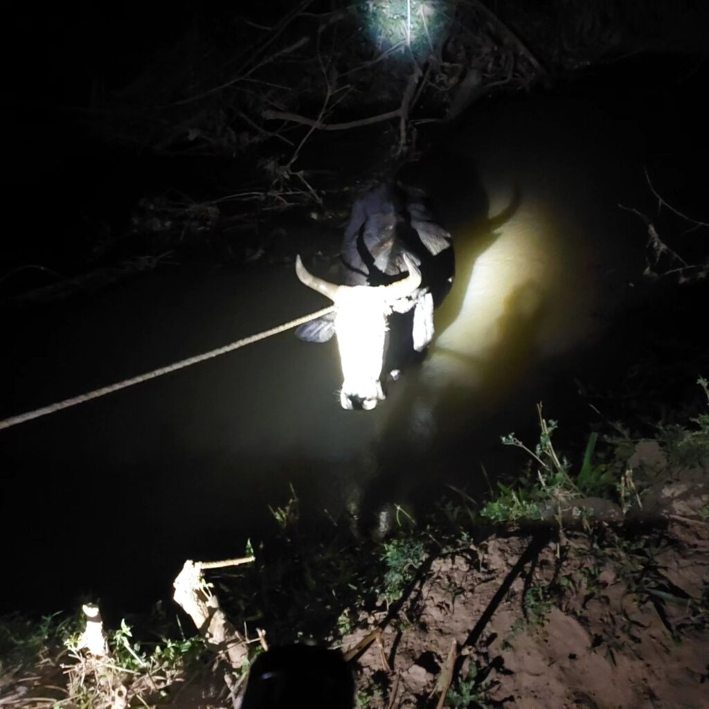 Corpo de Bombeiros resgata vaca que estava no Rio Guaxupé quase afogando