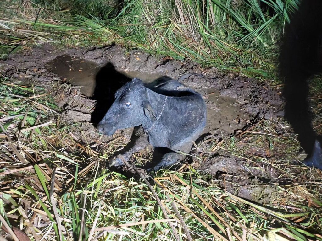 Em Guaxupé, uma vaca atolada em brejo é resgatada pelo Corpo de Bombeiros