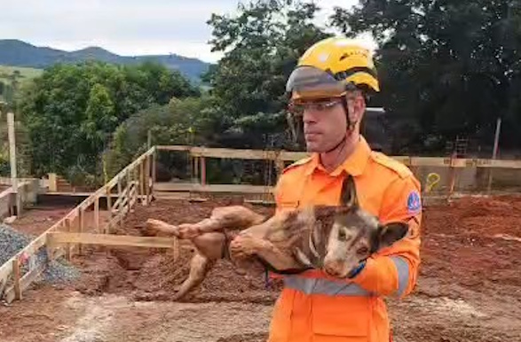 Corpo de Bombeiros resgata cão de buraco de 3,5 metros em Guaranésia